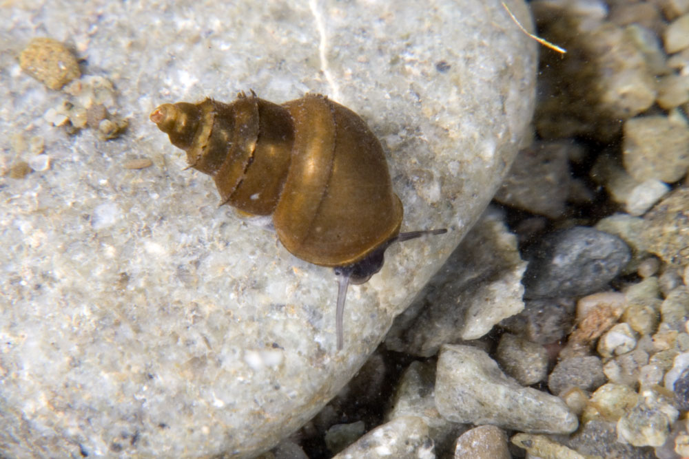 Potamopyrgus antipodarum